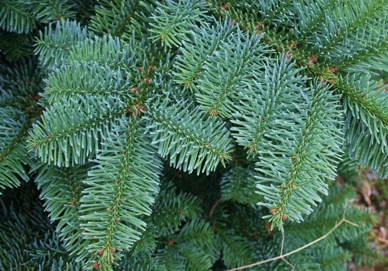 zilverden
